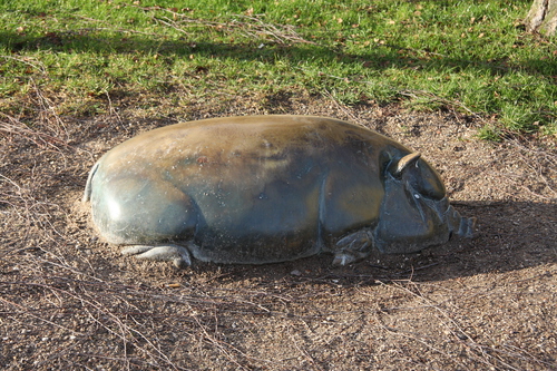 Hængebugsvin