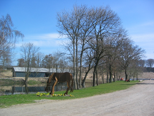 Græssende hest